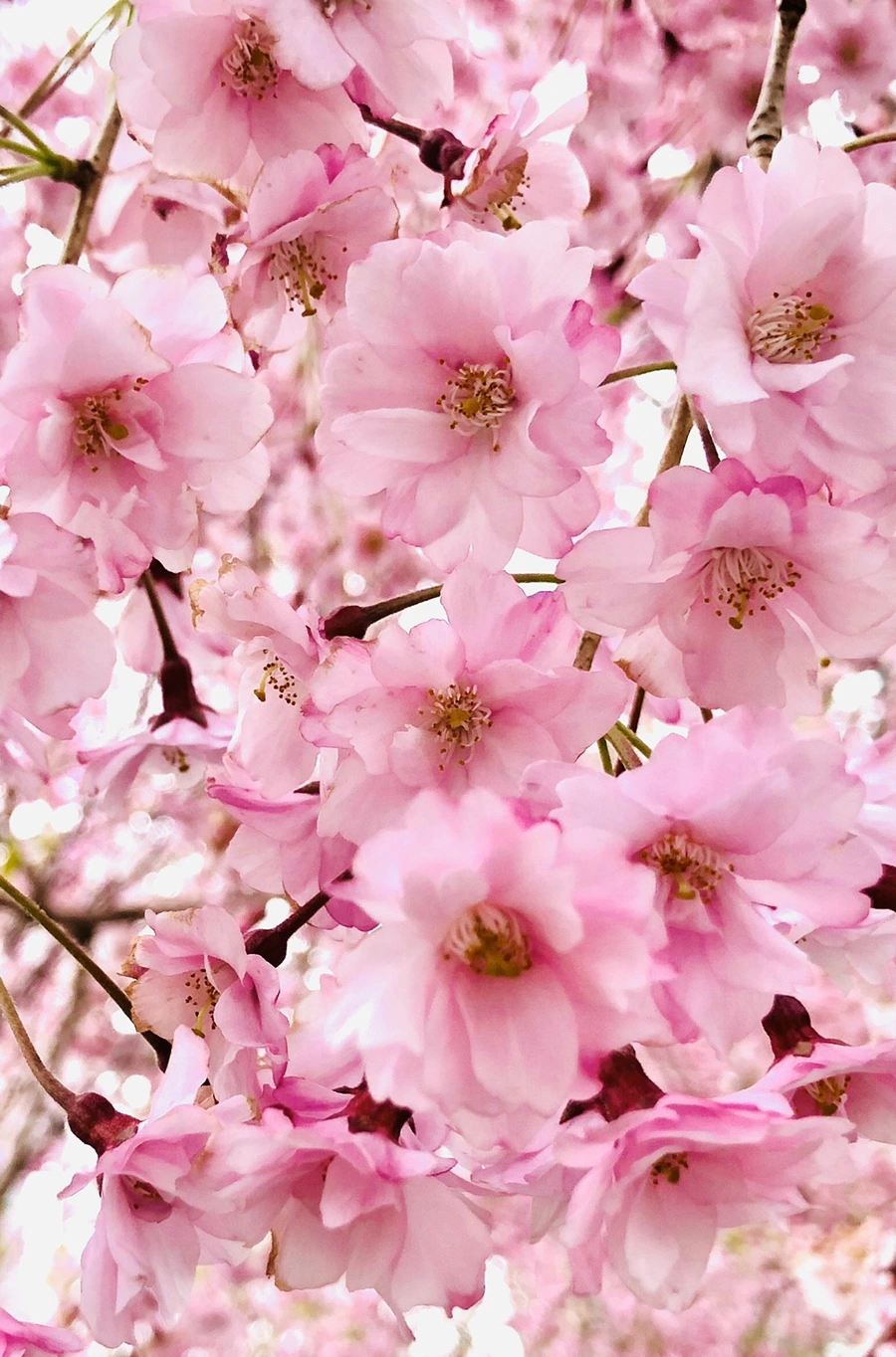 IMG_7048.jpg?type=w966