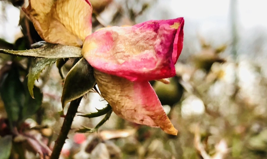 IMG_8792.jpg?type=w966