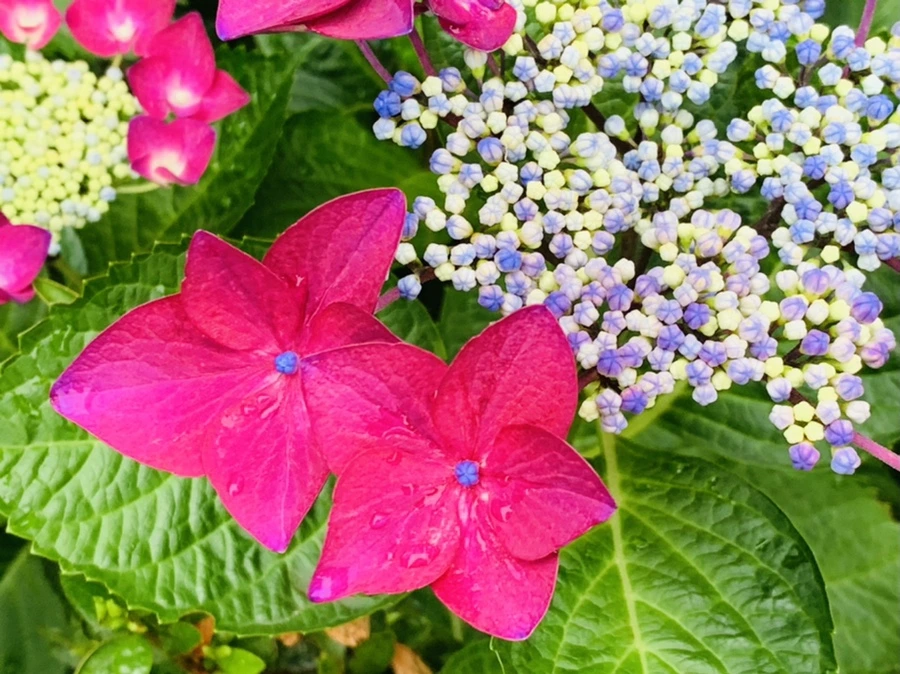 IMG_7199.jpg?type=w966