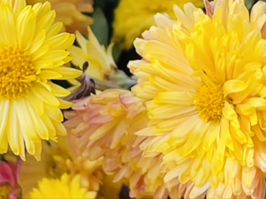 IMG_1159.jpg?type=w966