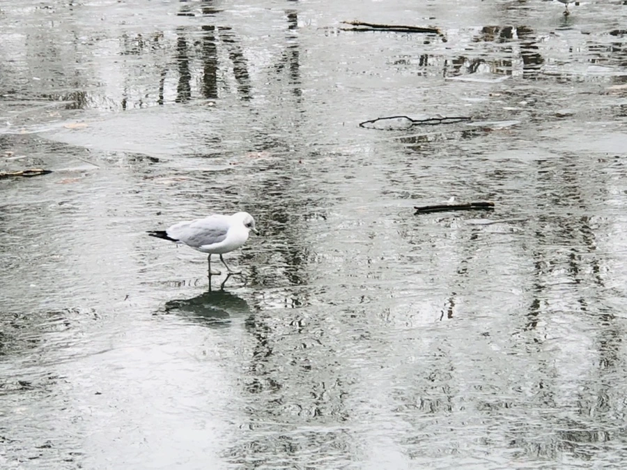 IMG_3141.jpg?type=w966