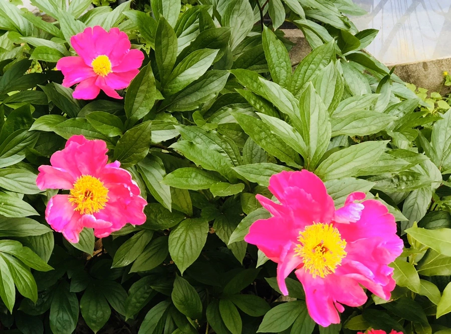 IMG_7671.jpg?type=w966