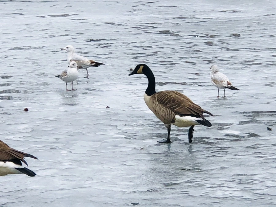 IMG_6166.jpg?type=w966