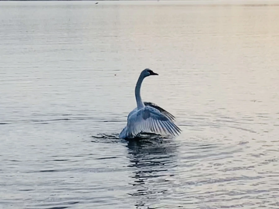 IMG_1416.jpg?type=w966