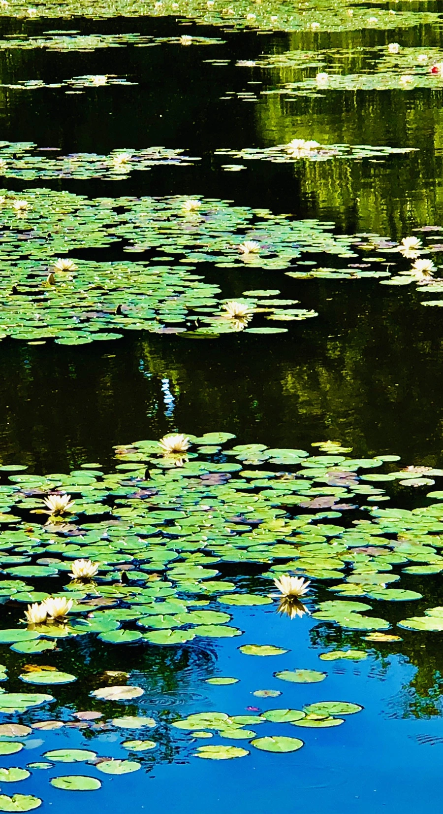 IMG_2344.jpg?type=w966