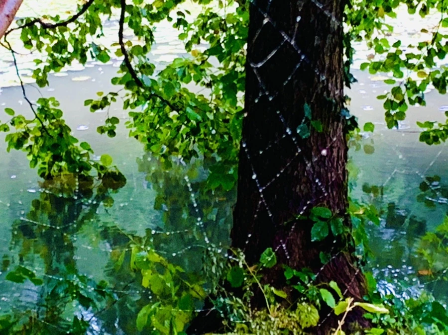 IMG_8384.jpg?type=w966