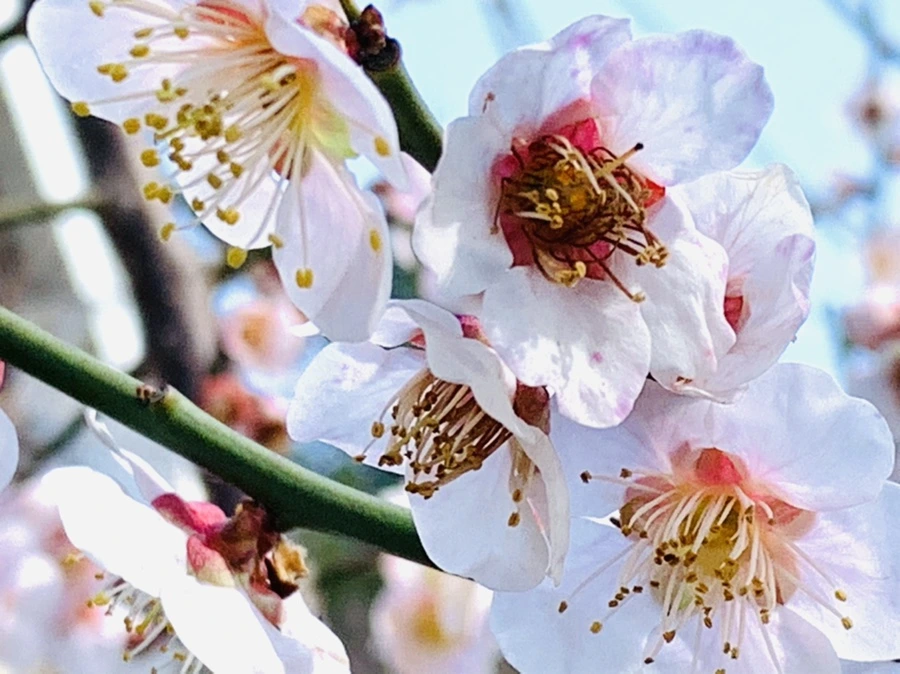 IMG_4184.jpg?type=w966