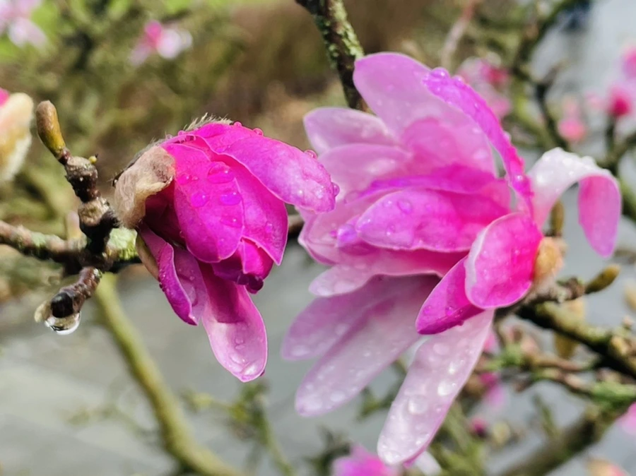 IMG_7435.jpg?type=w966