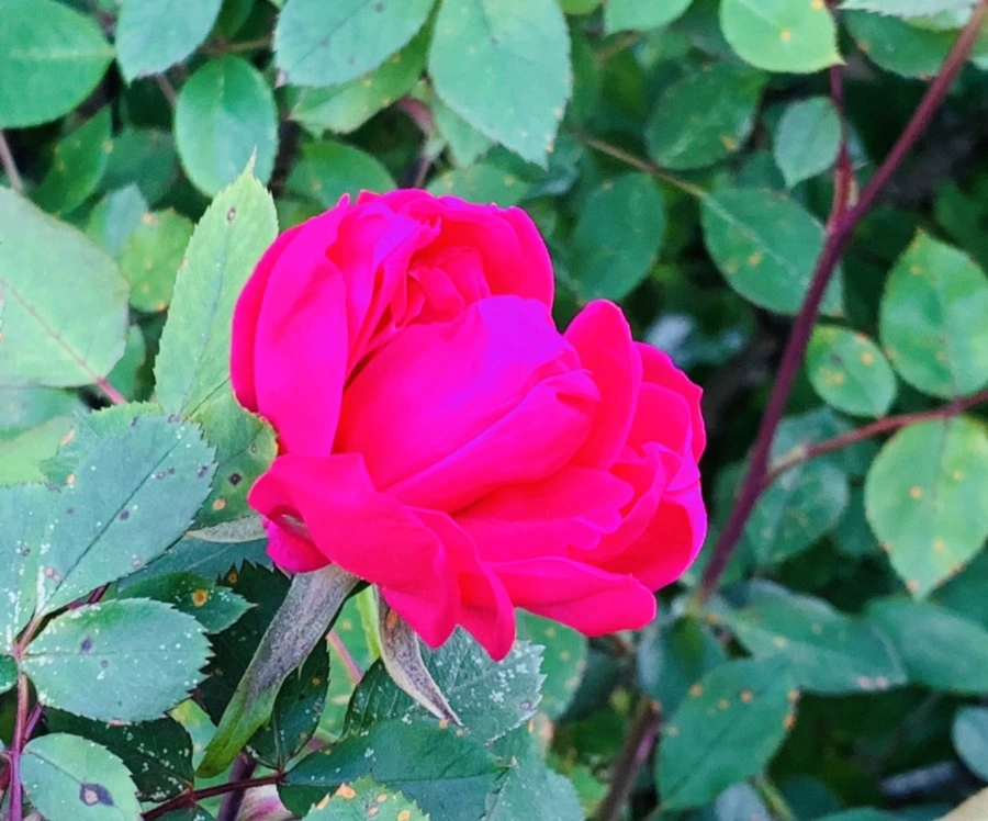 IMG_1954.jpg?type=w966