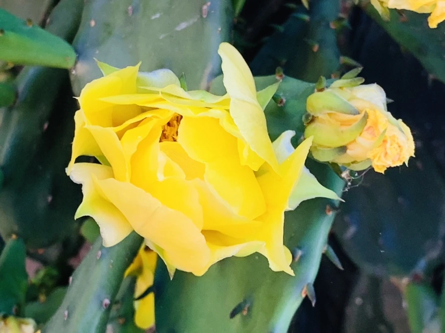 IMG_4352.jpg?type=w966