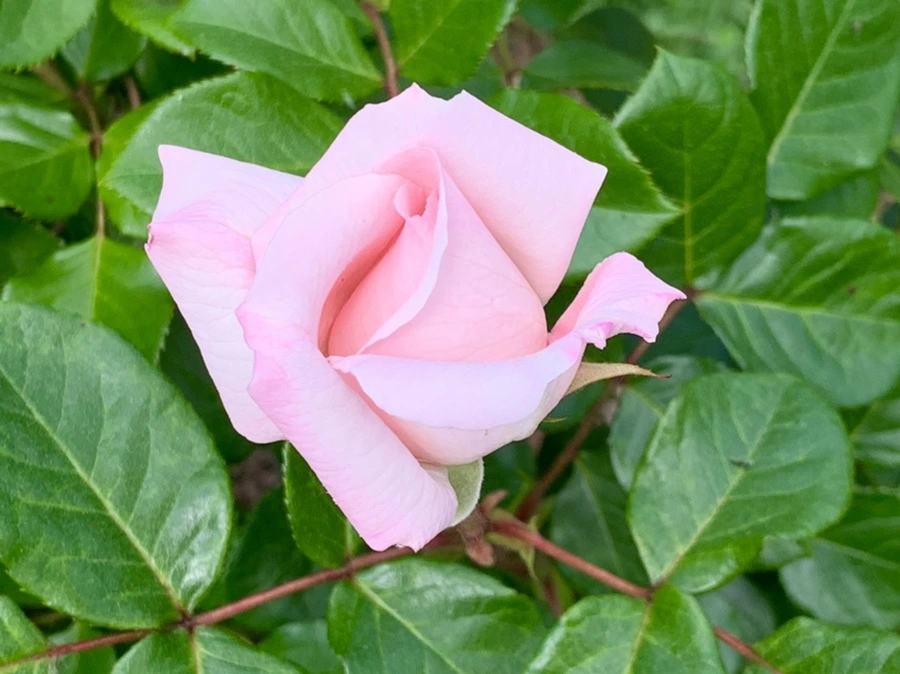 IMG_5740.jpg?type=w966