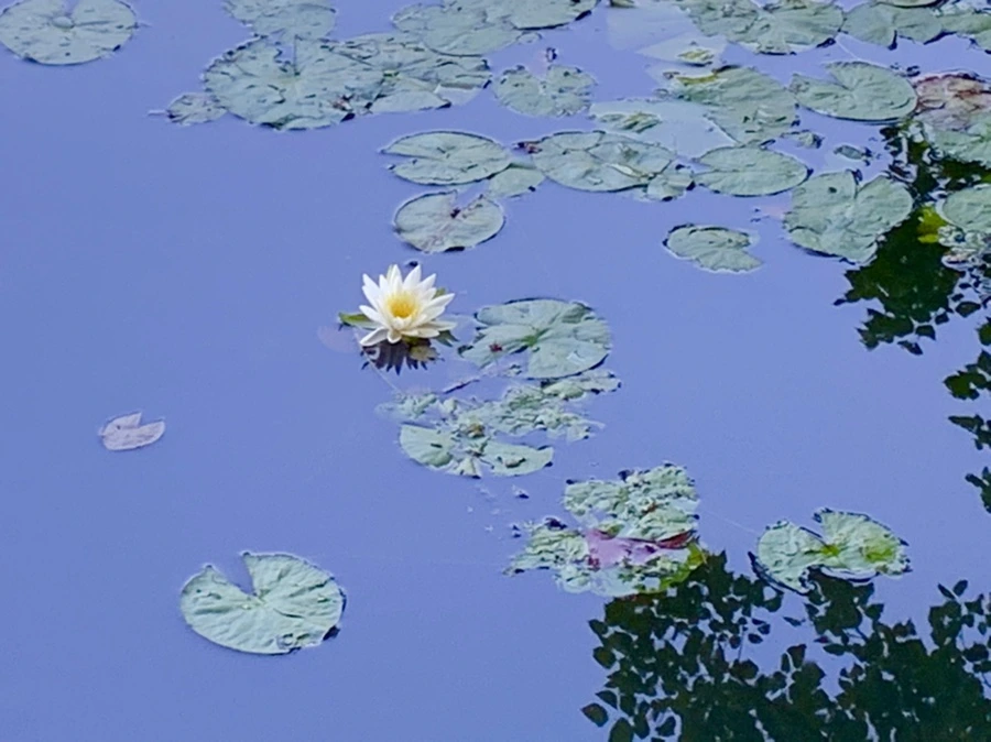 IMG_1885.jpg?type=w966