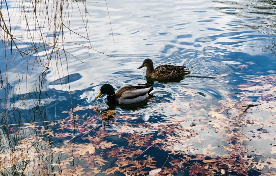 IMG_4344.jpg?type=w966