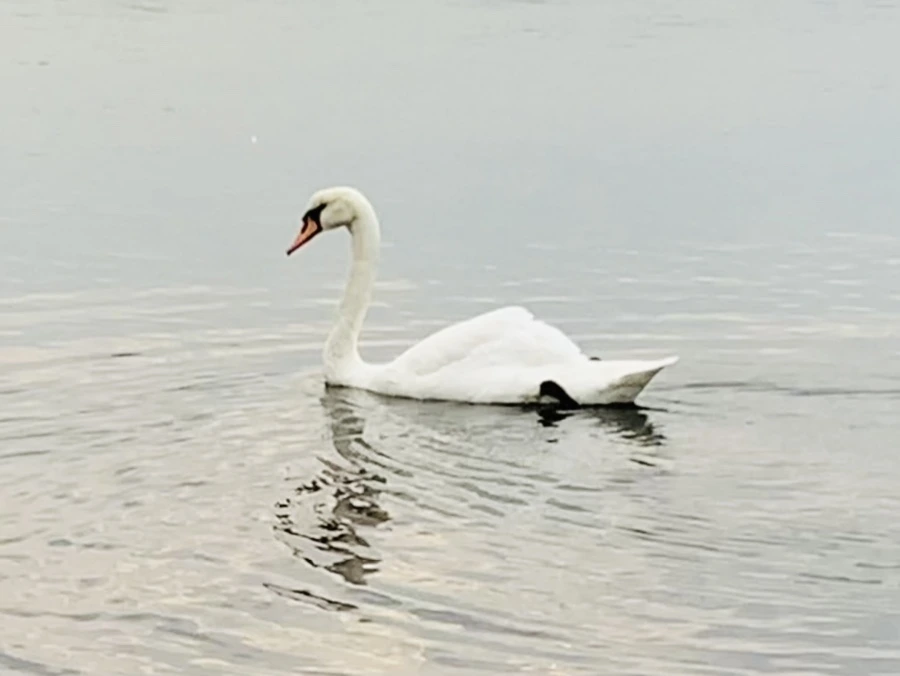 IMG_0299.jpg?type=w966