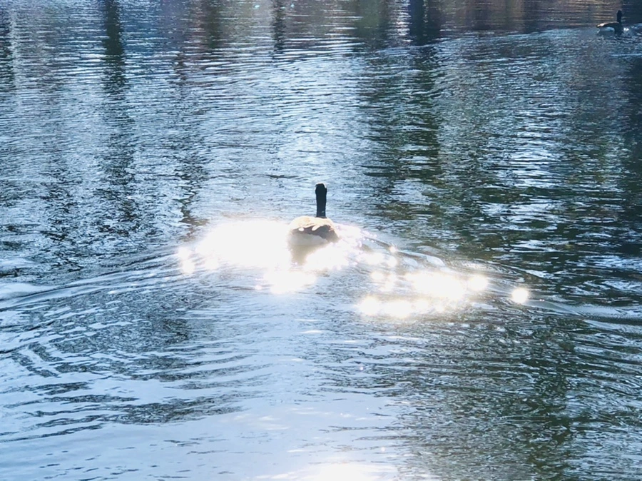 IMG_0289.jpg?type=w966