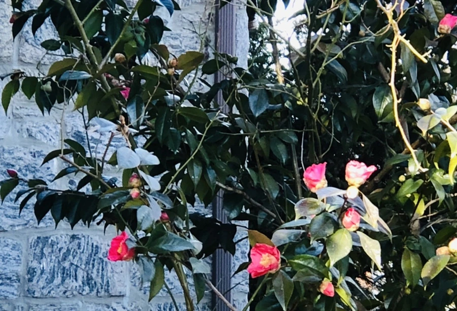 IMG_1383.jpg?type=w966