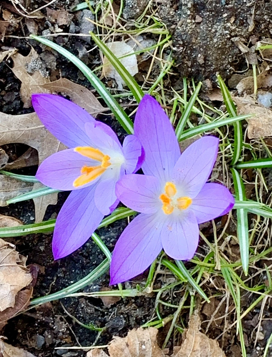 IMG_7048.jpg?type=w966