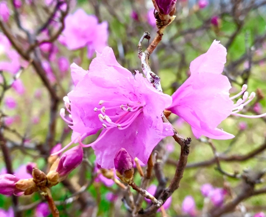 IMG_4744.jpg?type=w966