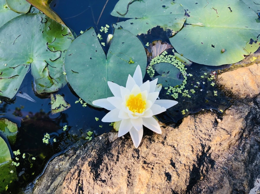 IMG_9161.jpg?type=w966