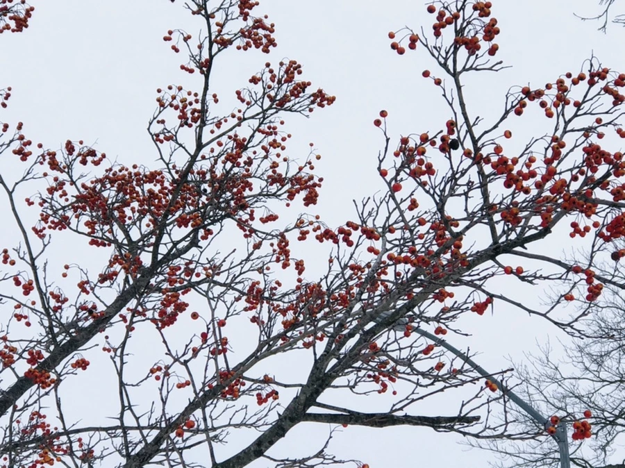 IMG_9101.jpg?type=w966