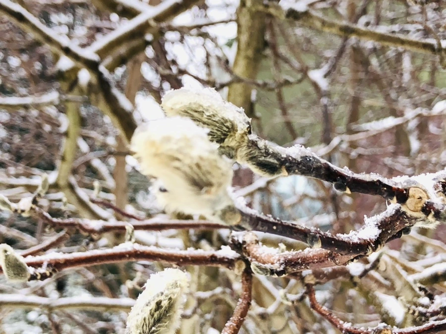 IMG_3560.jpg?type=w966