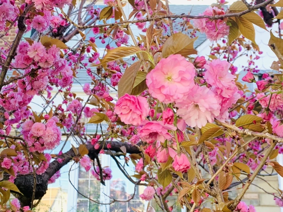 IMG_4204.jpg?type=w966