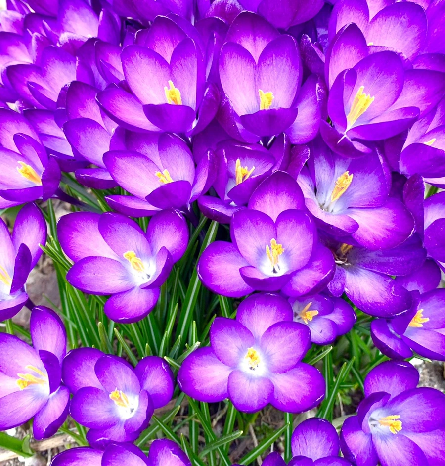 IMG_1066.jpg?type=w966