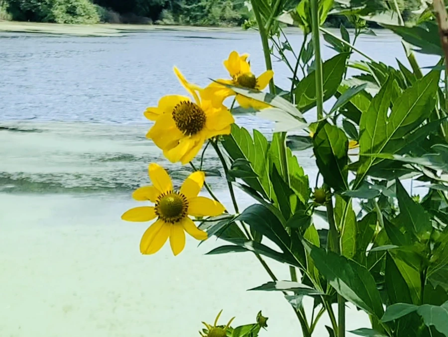 IMG_7602.jpg?type=w966