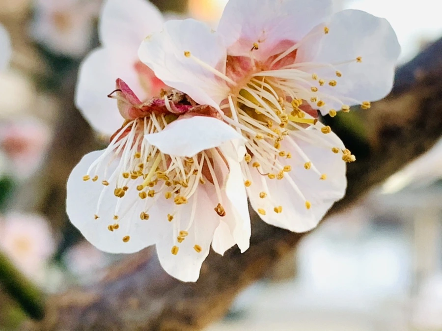 IMG_2347.jpg?type=w966