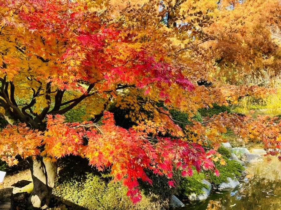 IMG_3126.jpg?type=w966