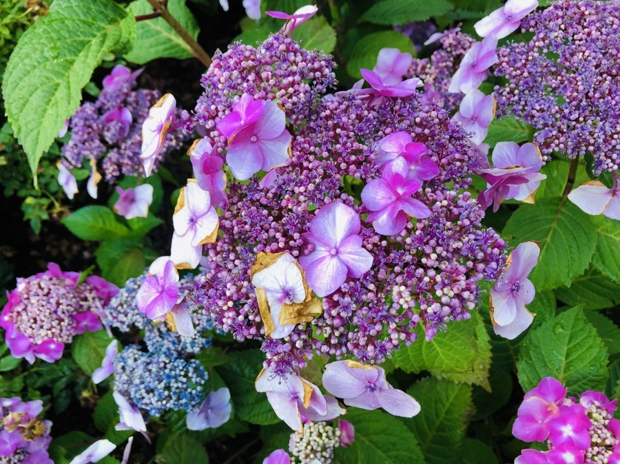 IMG_0533.jpg?type=w966