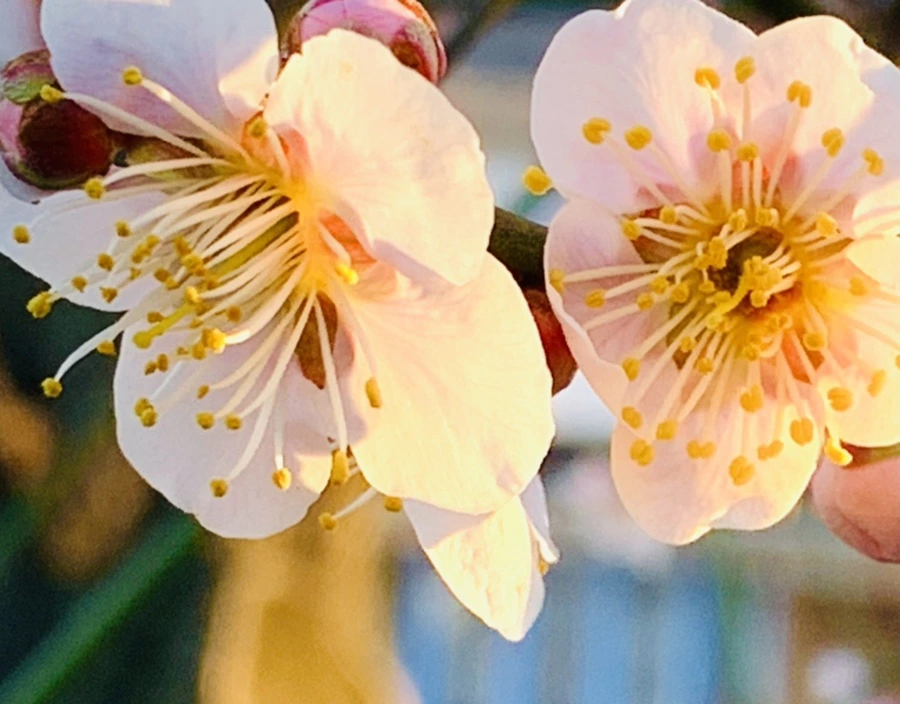 IMG_0919.jpg?type=w966