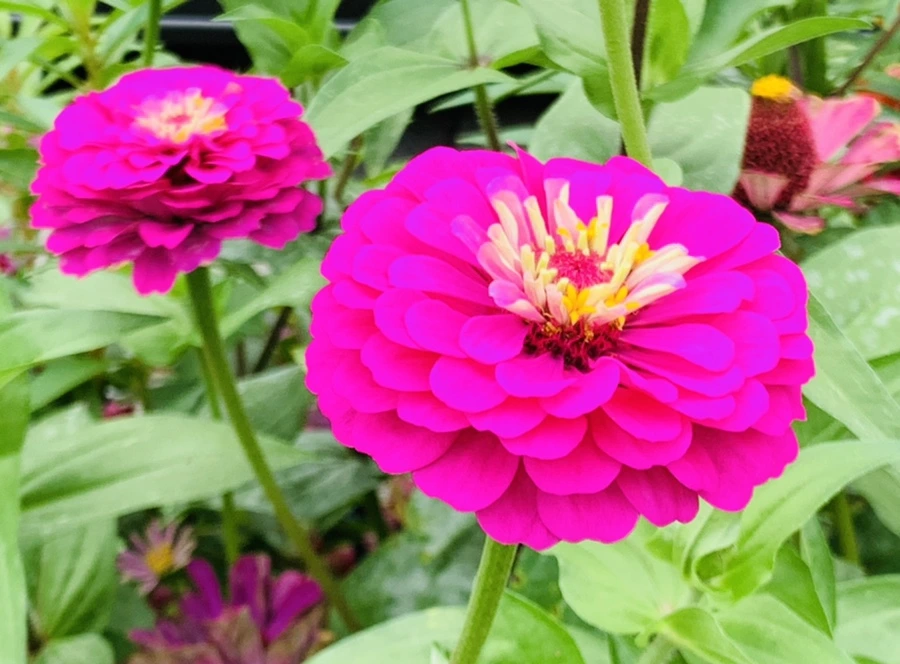 IMG_1184.jpg?type=w966