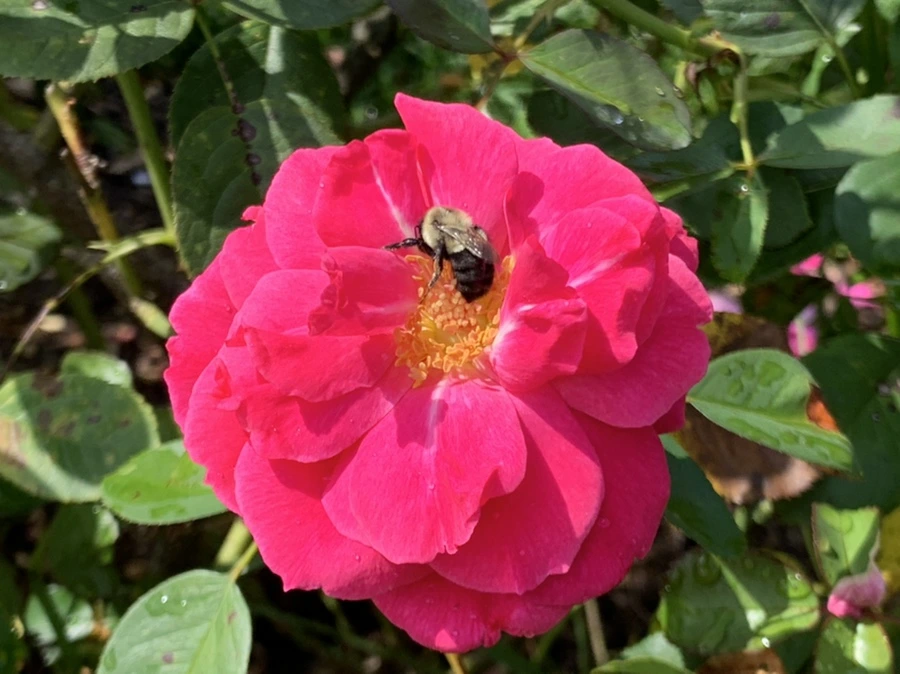 IMG_8490.jpg?type=w966