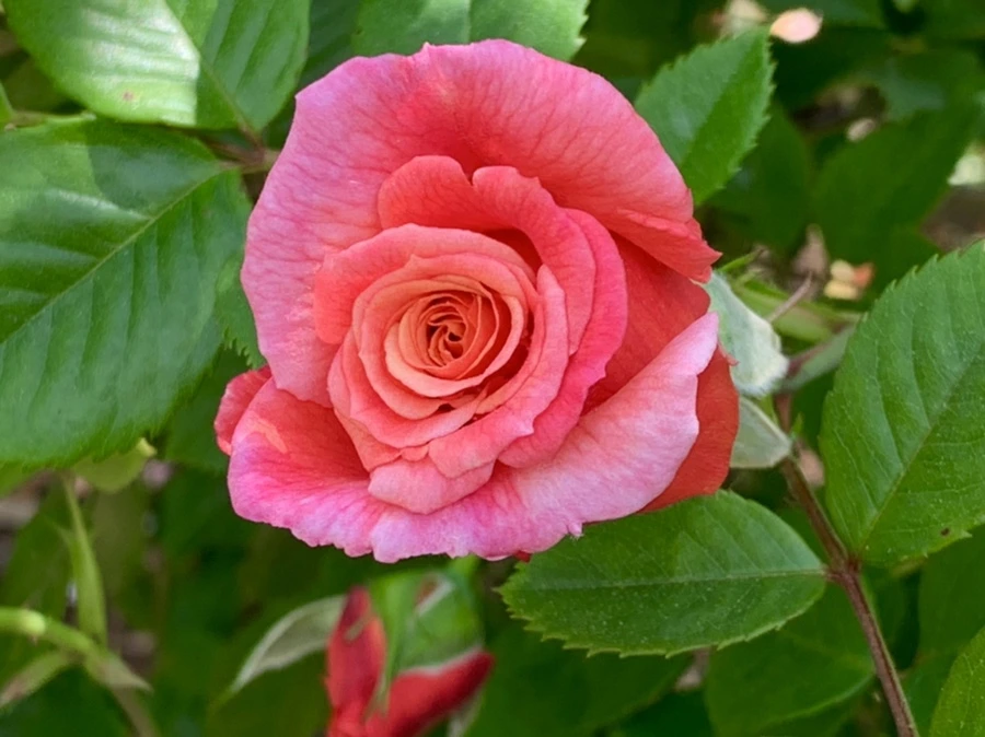 IMG_5668.jpg?type=w966