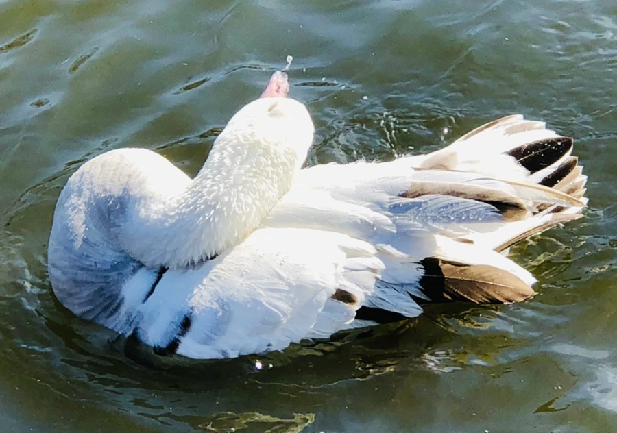 IMG_5350.jpg?type=w966