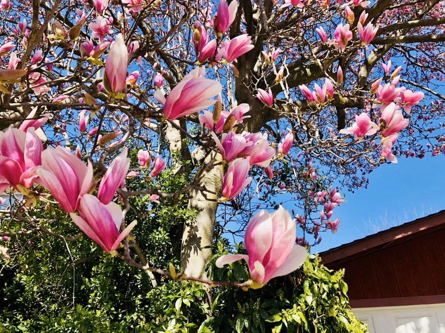 IMG_6558.jpg?type=w966