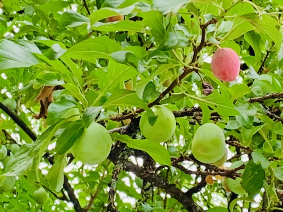 IMG_7204.jpg?type=w966