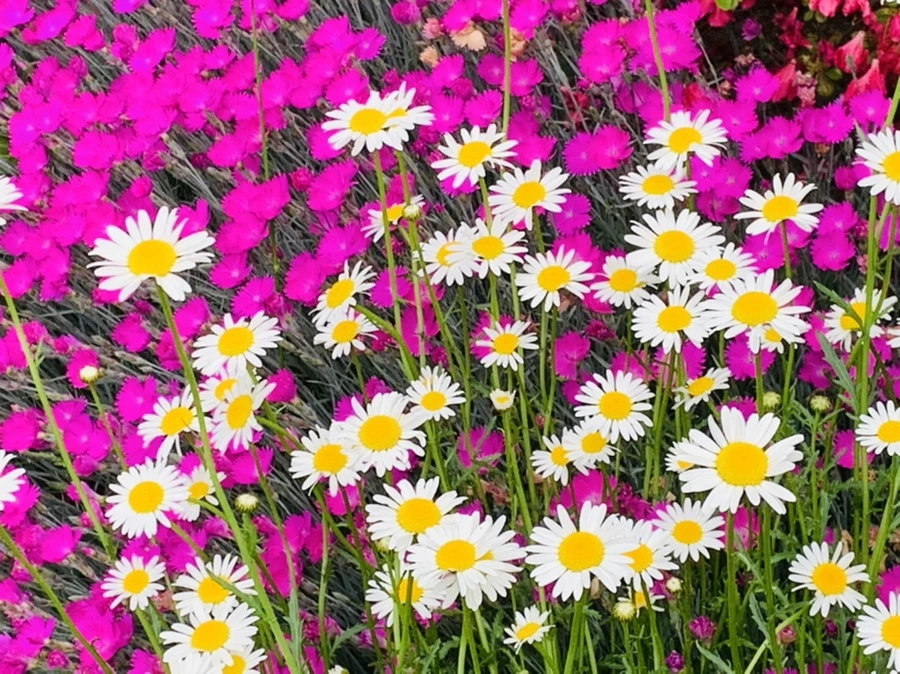 IMG_4904.jpg?type=w966