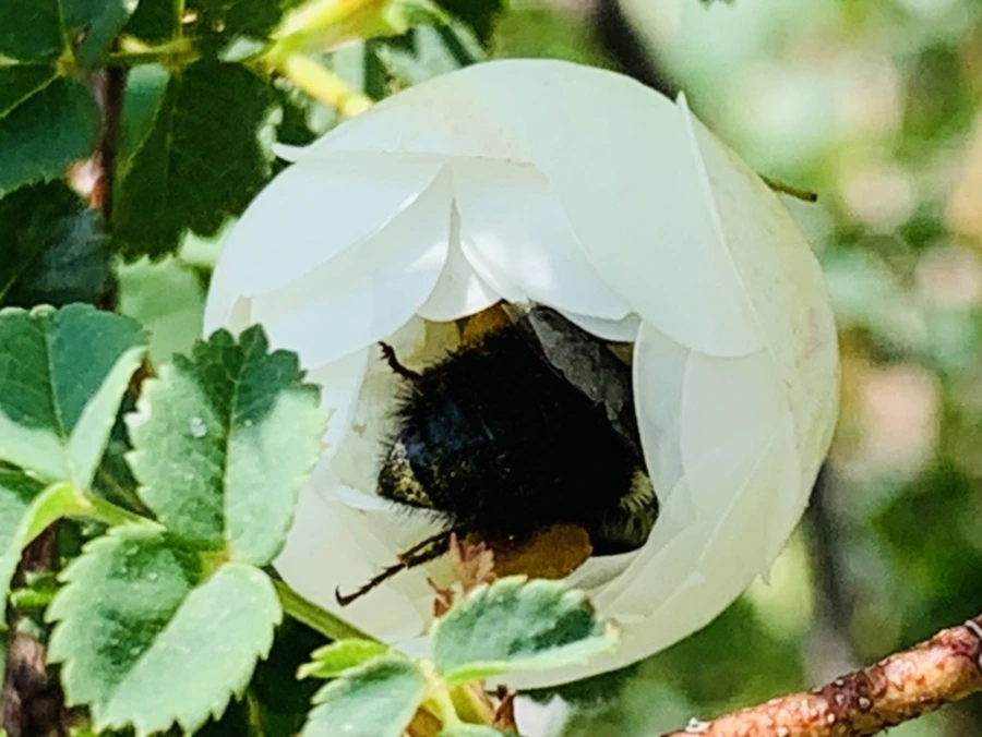 IMG_4346.jpg?type=w966