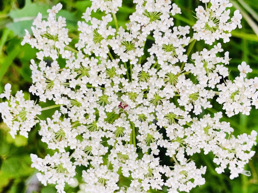 IMG_4859.jpg?type=w966