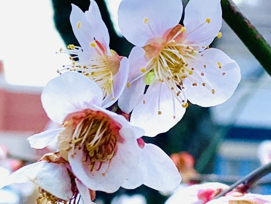 IMG_4248.jpg?type=w966