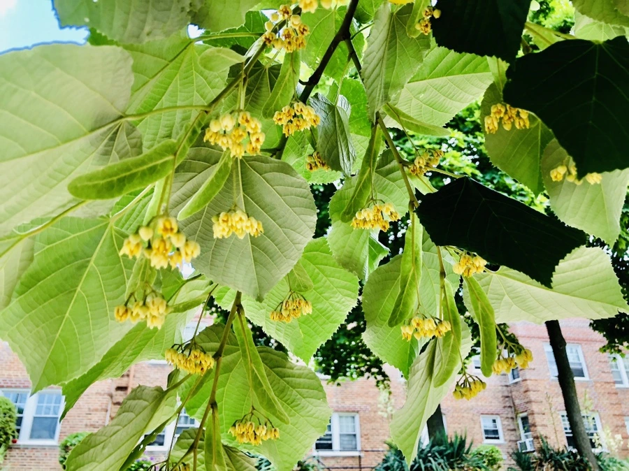 IMG_0565.jpg?type=w966