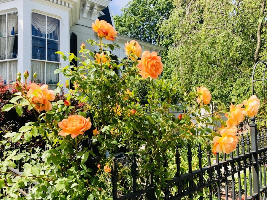 IMG_7441.jpg?type=w966