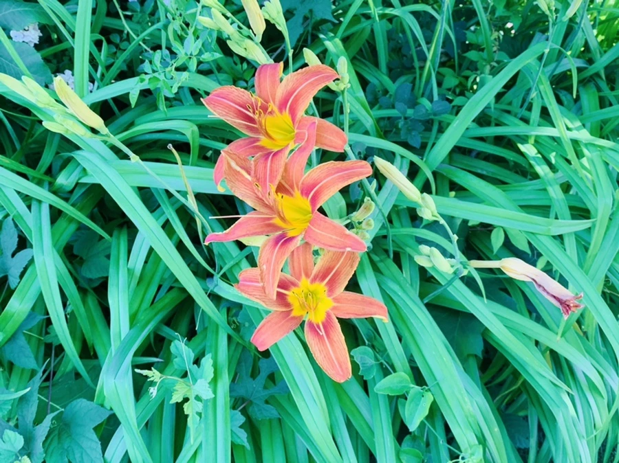 IMG_4013.jpg?type=w966