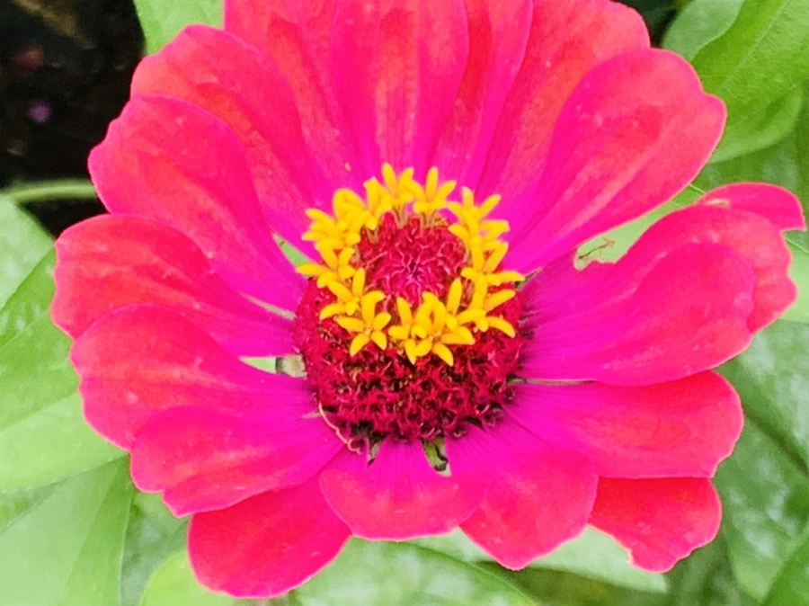 IMG_1189.jpg?type=w966