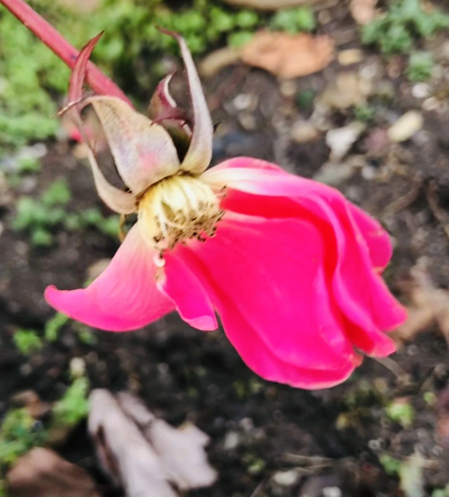 IMG_8211.jpg?type=w966