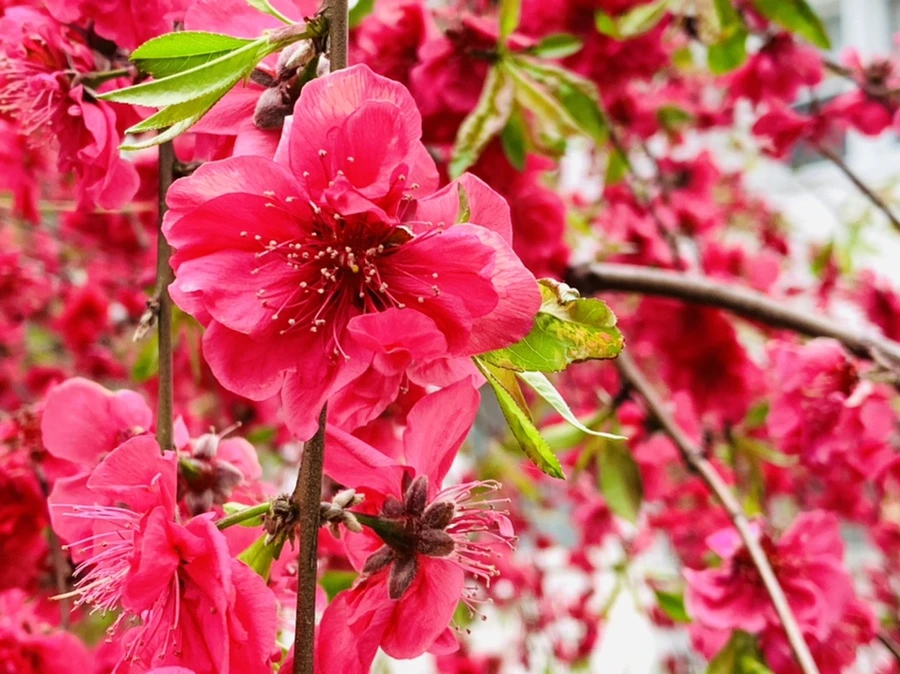 IMG_7968.jpg?type=w966