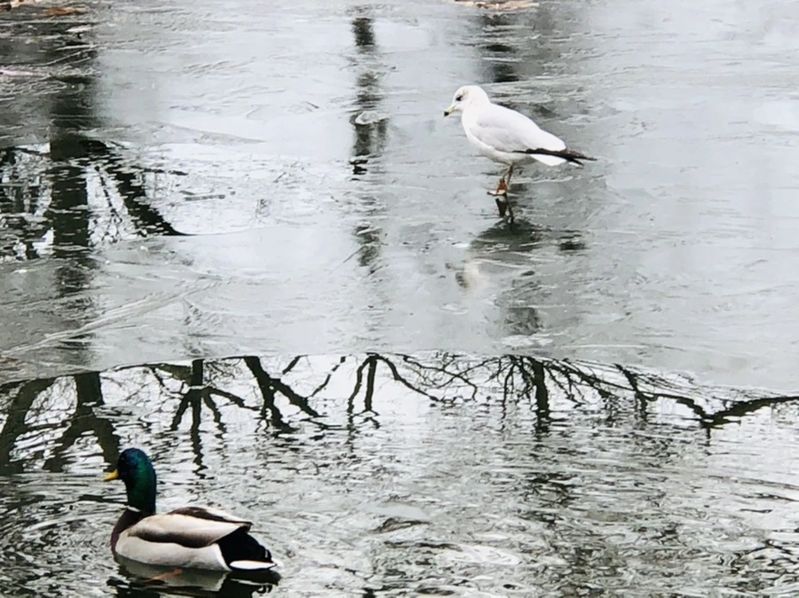 IMG_8998.jpg?type=w966