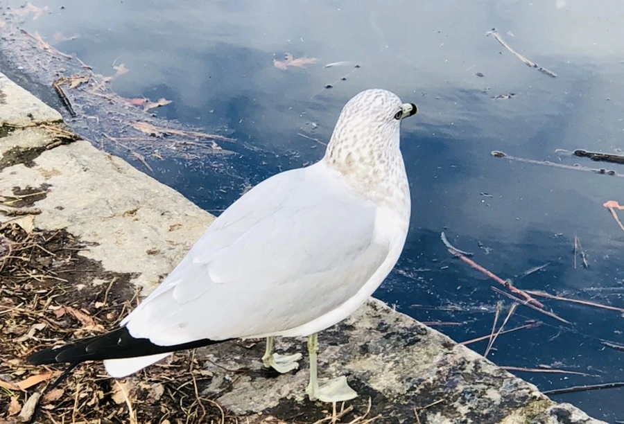 IMG_0010.jpg?type=w966